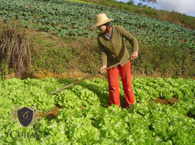 Agricultora com incapacidade parcial permanente tem direito a aux�lio-doen�a