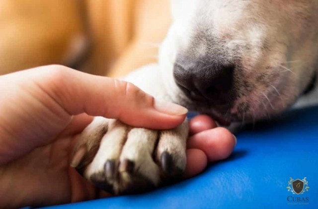 Clnica  condenada por castrao defeituosa em animal