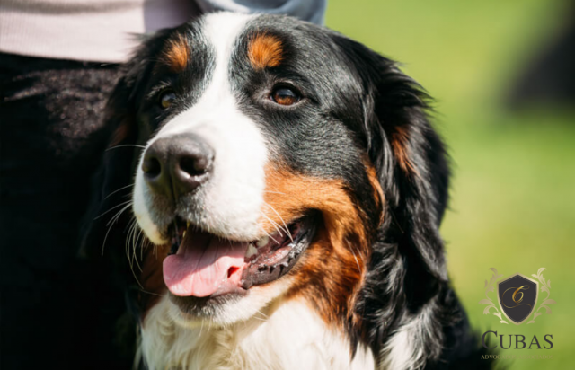 Condom�nio n�o pode proibir animal de estima��o apenas por tamanho