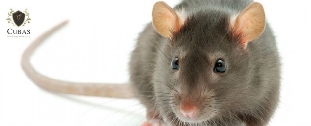 DF deve indenizar familiares de custodiado que faleceu com suspeita de leptospirose