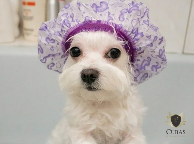 Danos sofridos por animal durante procedimento em pet shop geram dever de indenizar