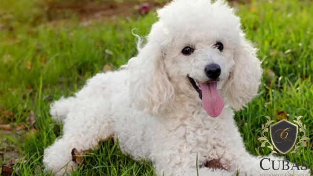 Dono de quatro pitbulls pagar� indeniza��o de R$ 11mil, por ataque violento a um poodle