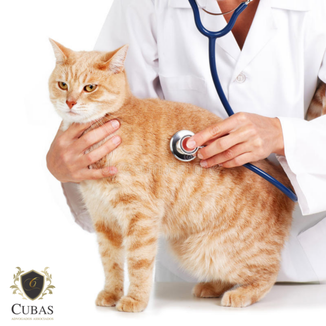 Fuga de gato de cl�nica veterin�ria gera dever de indenizar