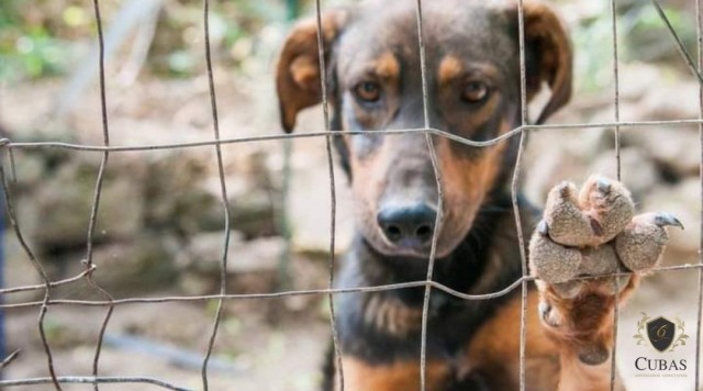 Justi�a decreta pris�o preventiva de homem acusado de matar e praticar maus-tratos contra animais