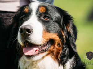 Condom�nio n�o pode proibir animal de estima��o apenas por tamanho