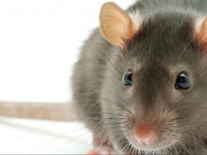 DF deve indenizar familiares de custodiado que faleceu com suspeita de leptospirose