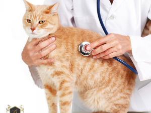 Fuga de gato de cl�nica veterin�ria gera dever de indenizar