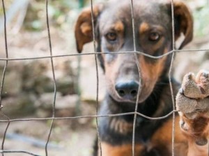 Justi�a decreta pris�o preventiva de homem acusado de matar e praticar maus-tratos contra animais